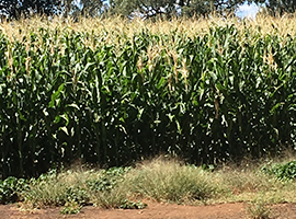 Billimari Cornfields